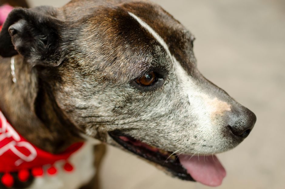 犬のフードボウルは高さで変わる｜首・胃に優しい高さの選び方