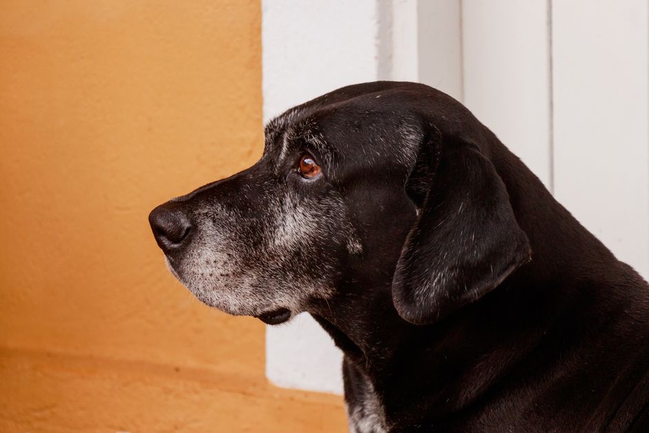 犬の涙やけがひどい…フードを変えたい飼い主さんへ寄り添う見直しガイド